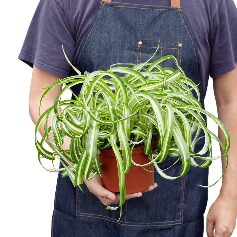 Spider Plant (Chlorophytum comosum) – Air-Purifying, Easy-Care Classic