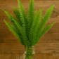 Sword Fern Bunches