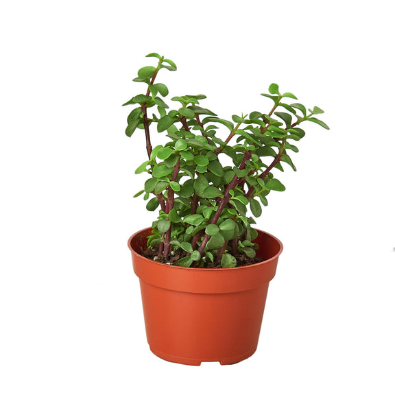 elephant succulent care Elephant Bush πΏ Portulacaria afra β Easy-Care Succulent (4" Pot) β The Garland Guy