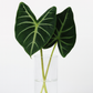 Alocasia Leaf Bunches – 5 Stems of Bold Tropical Greenery (16–20")