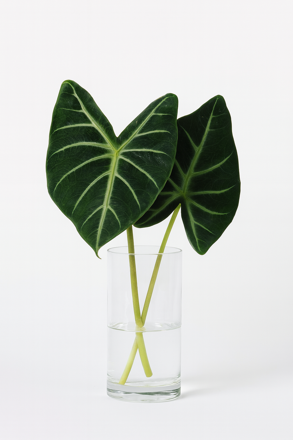 Alocasia Leaf Bunches – 5 Stems of Bold Tropical Greenery (16–20")