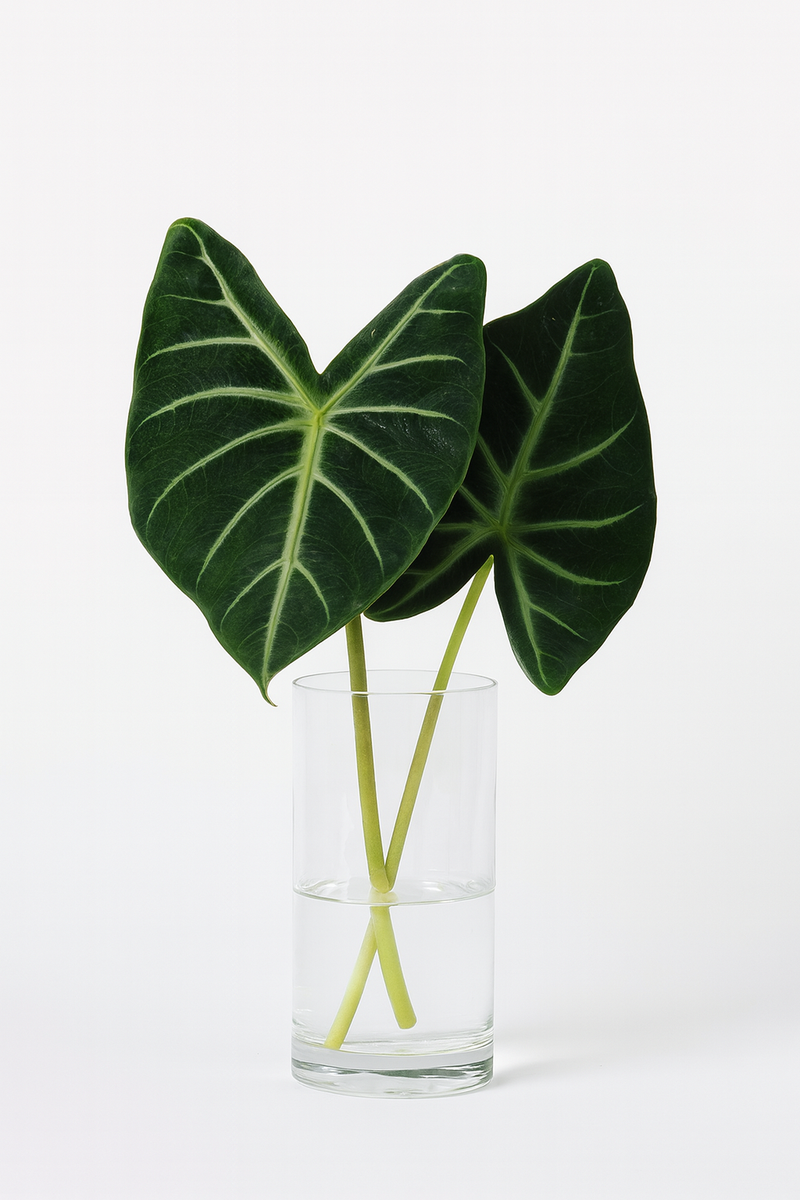 Alocasia Leaf Bunches – 5 Stems of Bold Tropical Greenery (16–20")