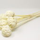 Bleached White Protea Flower Stems