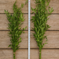 Large, 200 gram, Italian Ruscus Bunches