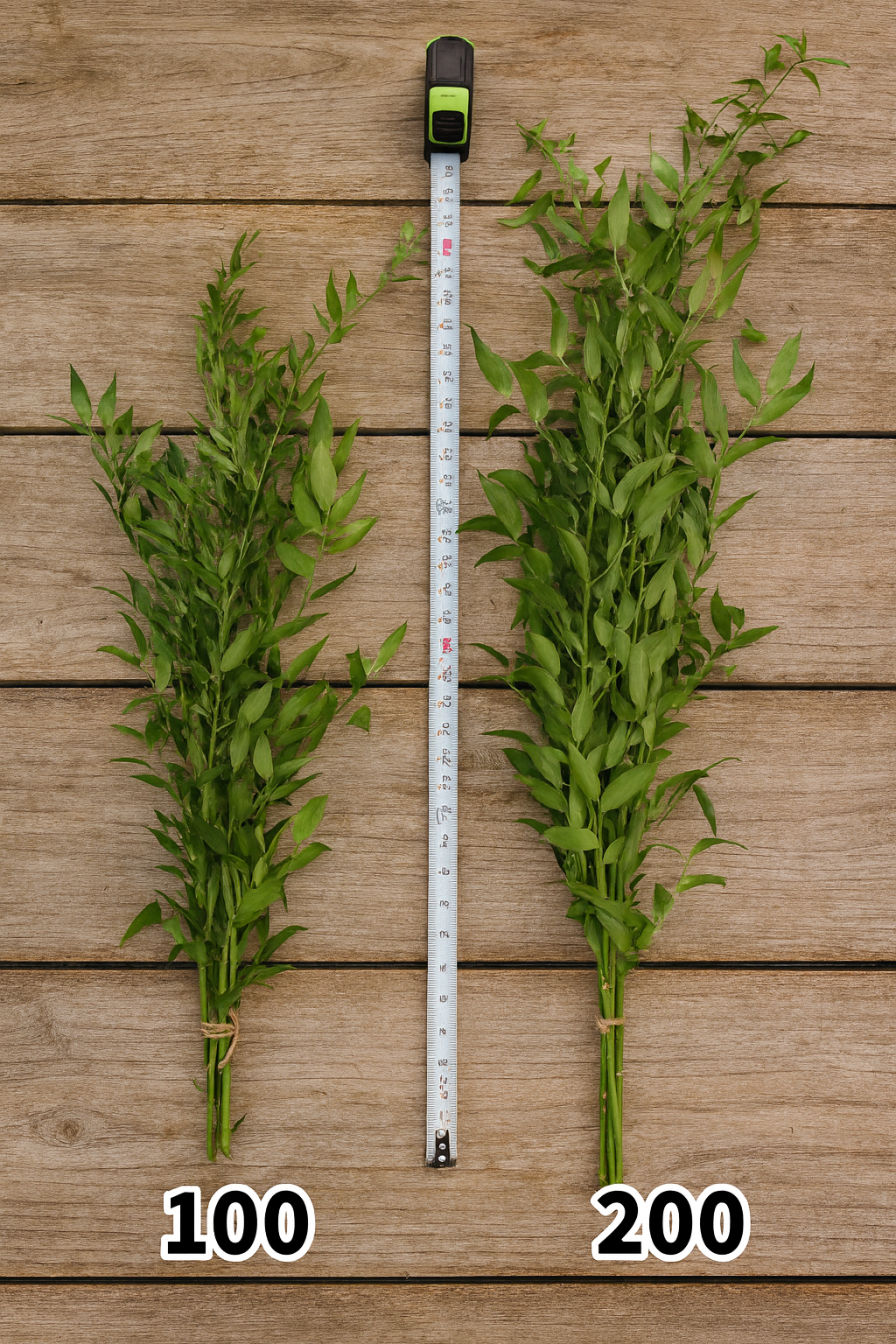 Large, 200 gram, Italian Ruscus Bunches