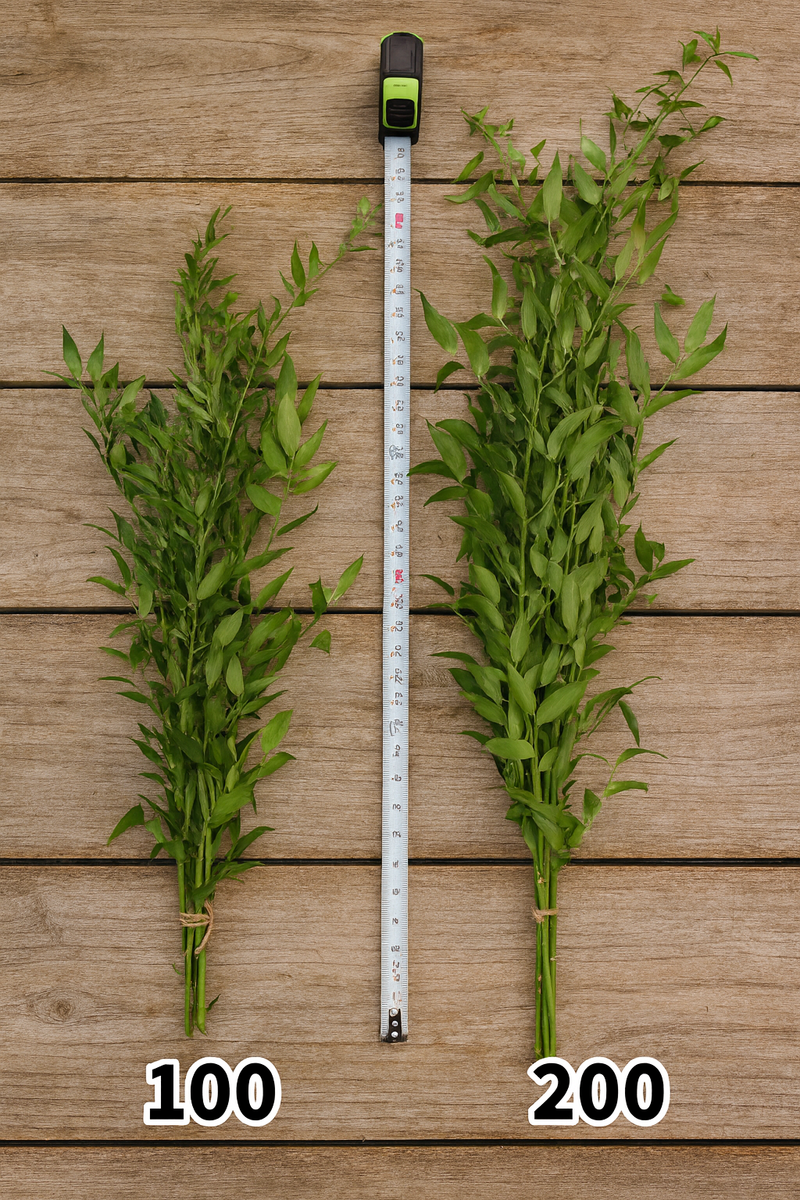 Large, 200 gram, Italian Ruscus Bunches