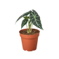 Alocasia Amazonica 'Bambino'