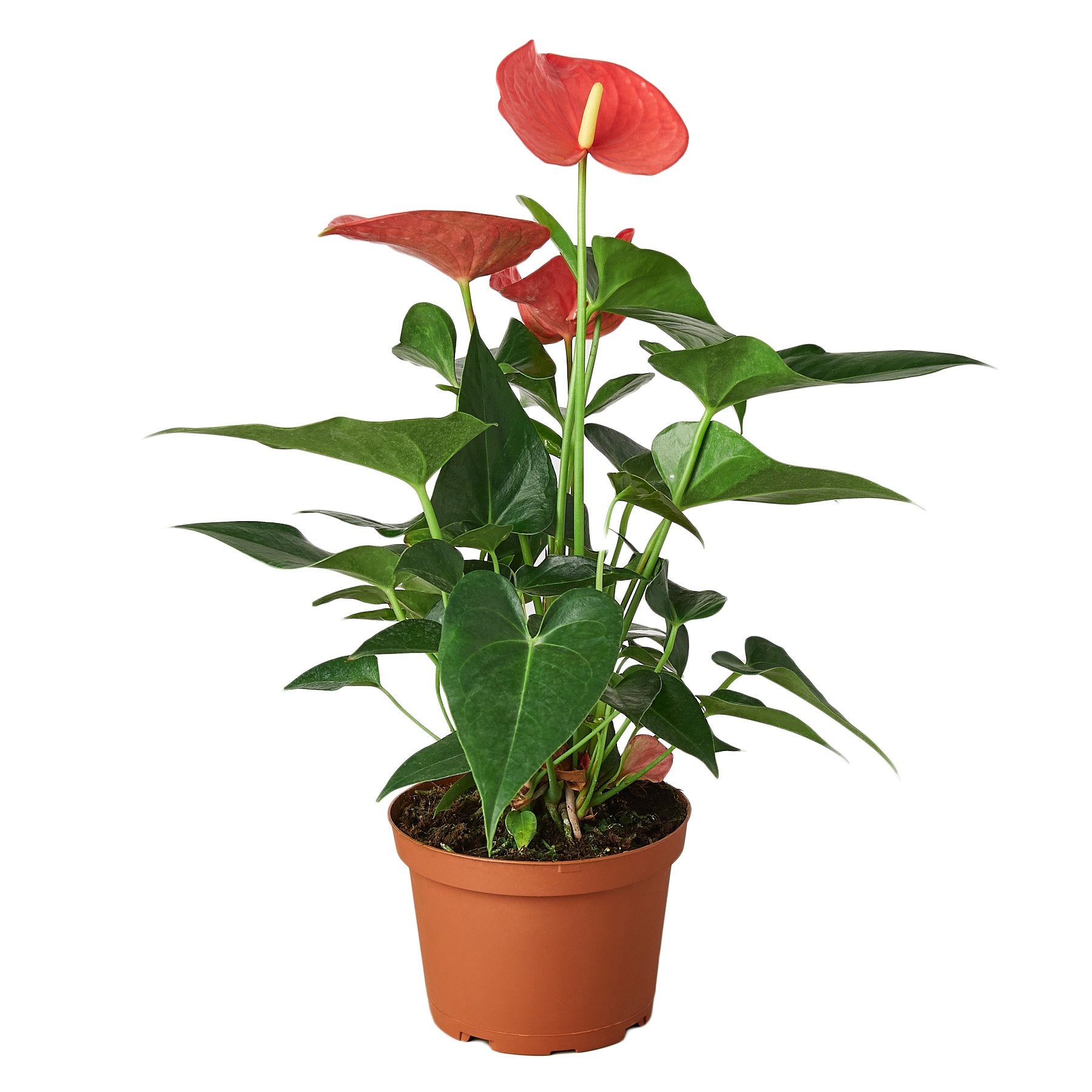 The Garland Guy Anthurium - Thumbnail 2