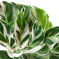 Calathea ‘White Fusion’ – Striking, Pet-Safe Tropical Foliage