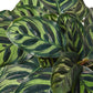 Calathea 'Makoyana'