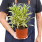 Dracaena ‘Song of India’ (Dragon Tree) – Bright & Hardy Tropical Beauty