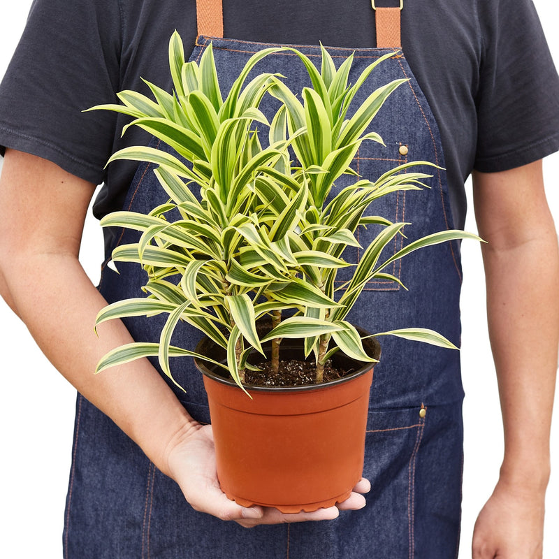 Dracaena ‘Song of India’ (Dragon Tree) – Bright & Hardy Tropical Beauty