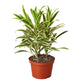 Dracaena ‘Song of India’ (Dragon Tree) – Bright & Hardy Tropical Beauty
