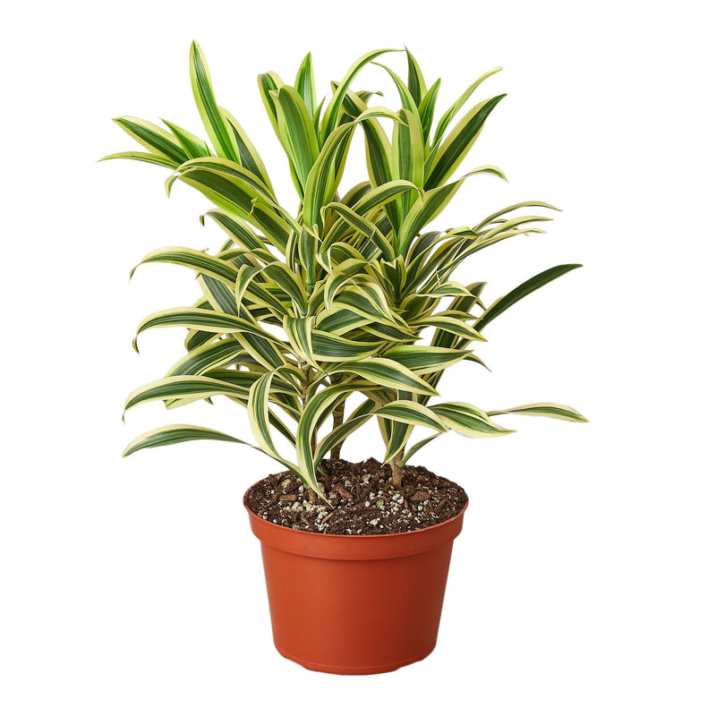 Dracaena ‘Song of India’ (Dragon Tree) – Bright & Hardy Tropical Beauty