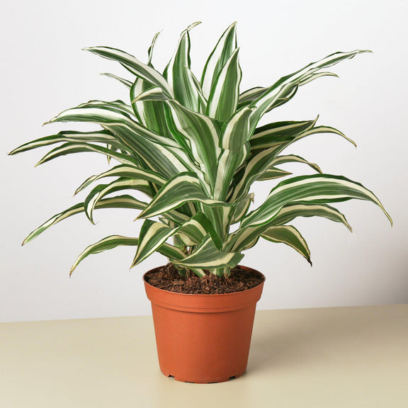 dracaena elegance Dracaena Warneckii 'White Jewel' 4" Pot