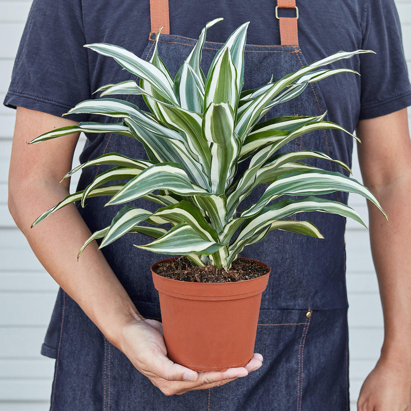 Dracaena Warneckii ‘White Jewel’ (Dragon Tree) – Elegant Variegated Indoor Plant