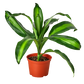 Dracaena ‘Massangeana’ (Dracaena fragrans ‘Massangeana’) – Tropical Dragon Tree