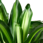 Dracaena ‘Massangeana’ (Dracaena fragrans ‘Massangeana’) – Tropical Dragon Tree