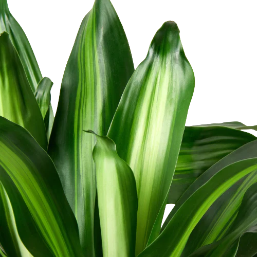 Dracaena ‘Massangeana’ (Dracaena fragrans ‘Massangeana’) – Tropical Dragon Tree