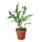 Fern 'Blue Star'