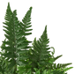 'Korean Rock' Fern