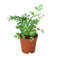Fern 'Silver Lace'