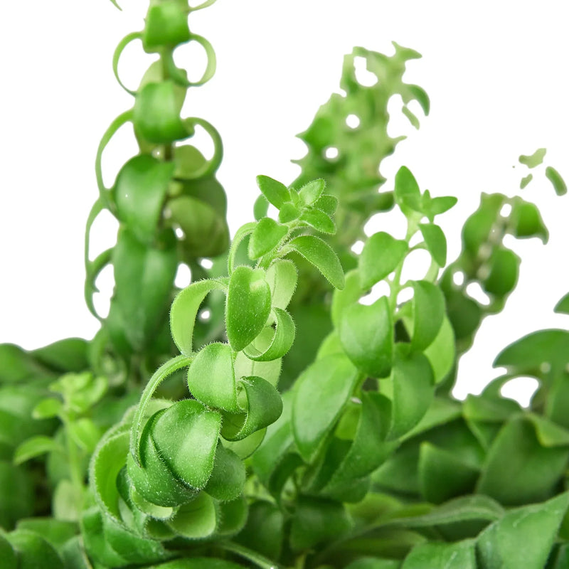 Lipstick Curly Plant (Aeschynanthus radicans) – Vibrant, Trailing, and Eye-Catching