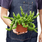Lipstick Curly Plant (Aeschynanthus radicans) – Vibrant, Trailing, and Eye-Catching