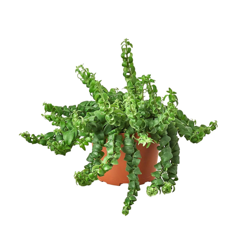 Lipstick Curly Plant (Aeschynanthus radicans) – Vibrant, Trailing, and Eye-Catching