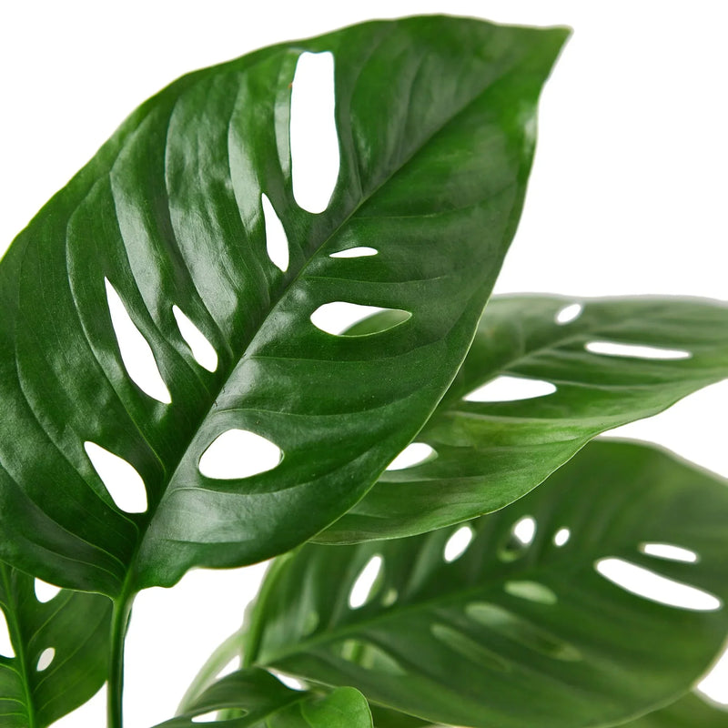 Monstera adansonii (Swiss Cheese Vine) – Exotic Climbing Houseplant