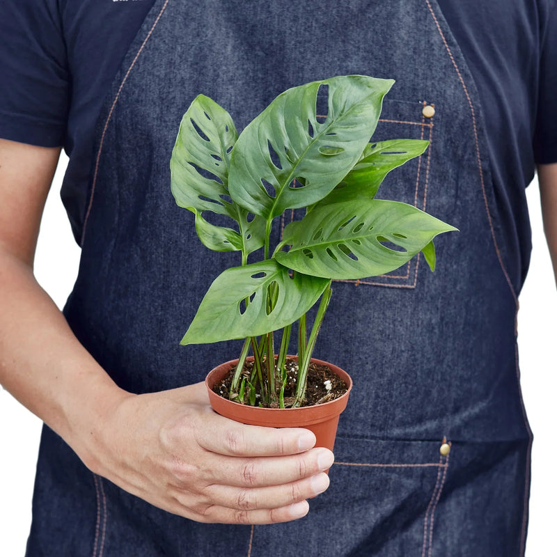 Monstera adansonii (Swiss Cheese Vine) – Exotic Climbing Houseplant