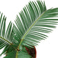 Sago Palm - In 6" Pot