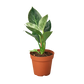 Philodendron ‘Birkin’ – Elegant, Variegated, Upright Growth