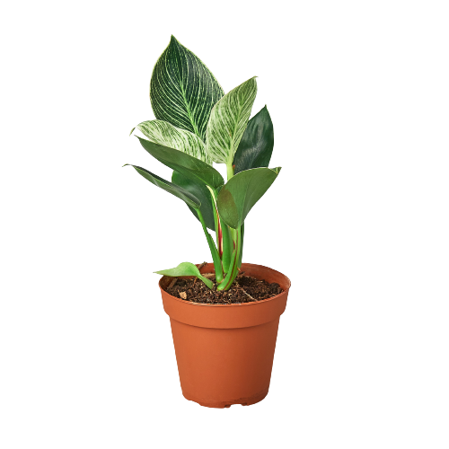 Philodendron ‘Birkin’ – Elegant, Variegated, Upright Growth