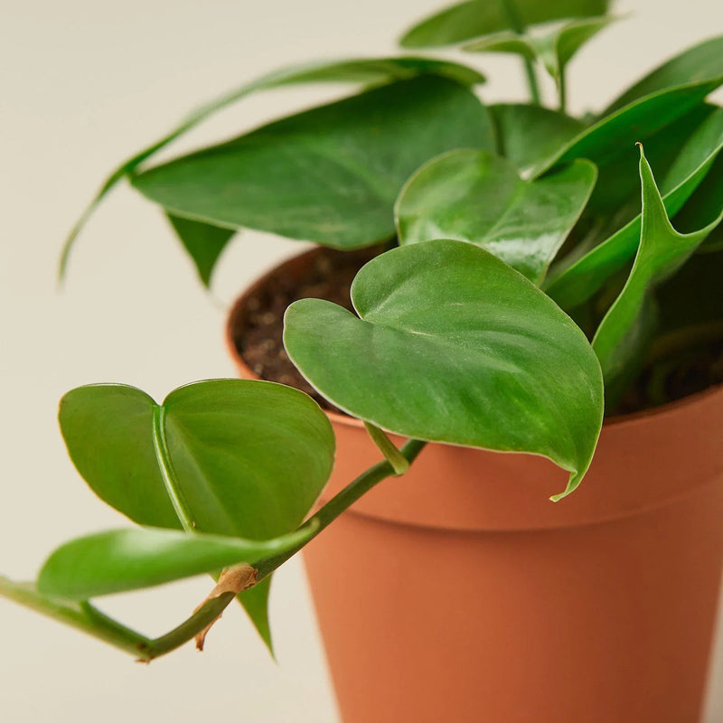philodendron cordatum heart leaf Philodendron Cordatum – Easy-Care Heartleaf Vine for Home & Office – The Garland Guy