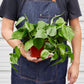 Philodendron Cordatum (Philodendron cordatum) – Easy-Care Heartleaf Vine