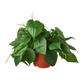 Philodendron Cordatum (Philodendron cordatum) – Easy-Care Heartleaf Vine