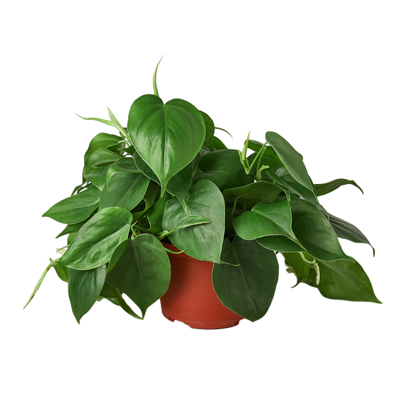 philodendron houseplant vine Philodendron Cordatum (Philodendron cordatum) – Easy-Care Heartleaf Vine