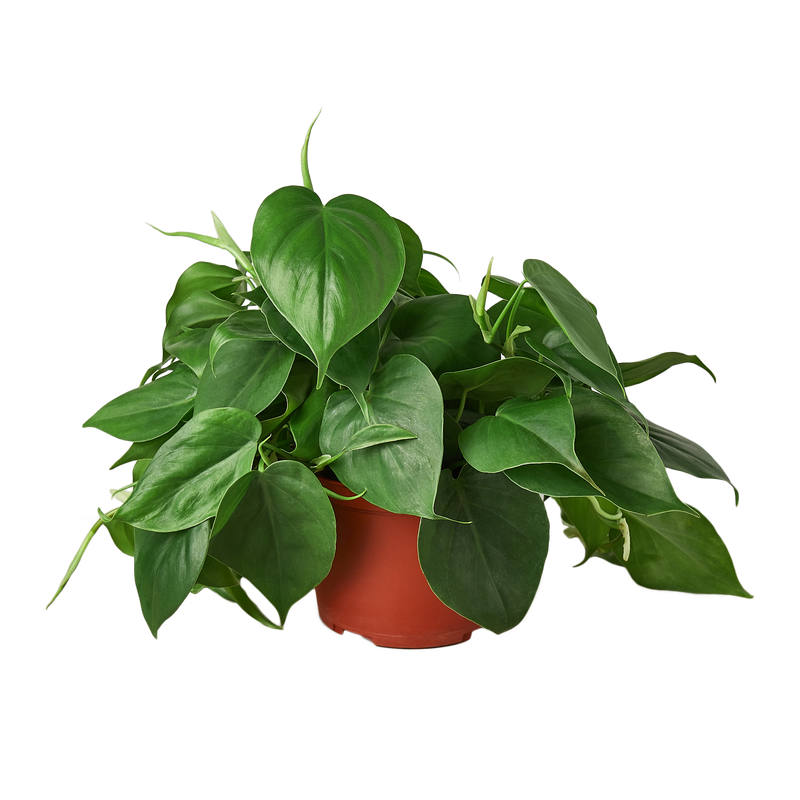 Philodendron Cordatum (Philodendron cordatum) – Easy-Care Heartleaf Vine