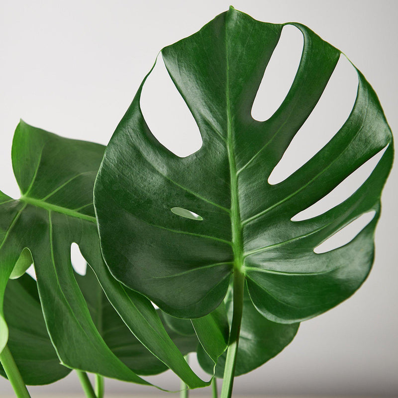 Philodendron Monstera deliciosa – Iconic Swiss Cheese Plant