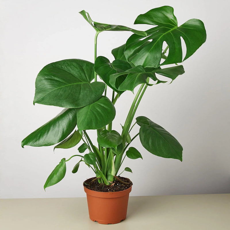 Philodendron Monstera deliciosa – Iconic Swiss Cheese Plant