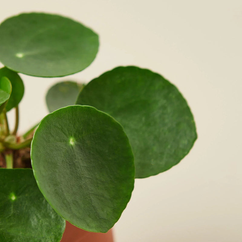 Pilea peperomioides (Chinese Money Plant) – Charming & Easy-Care Houseplant