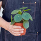 Pilea peperomioides (Chinese Money Plant) – Charming & Easy-Care Houseplant