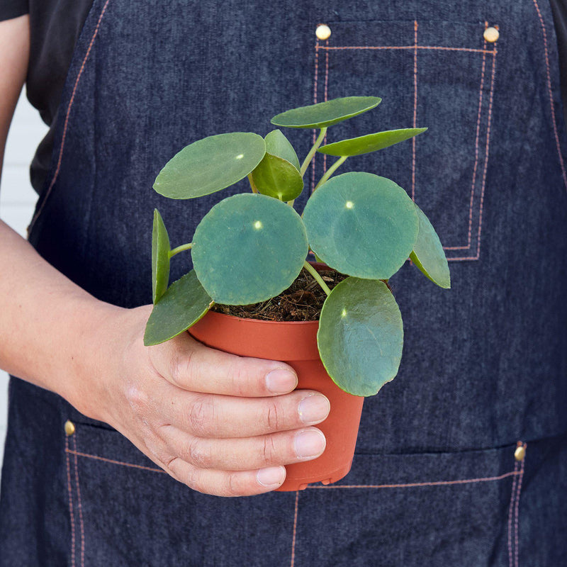 Pilea peperomioides (Chinese Money Plant) – Charming & Easy-Care Houseplant