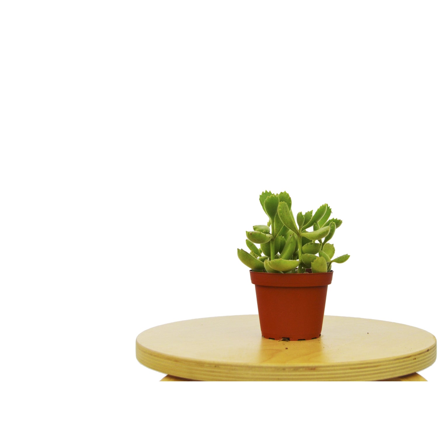 Succulent 'Bear's Paw' 4” Pot