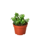 Mystery Succulent Box – A New Surprise Every Month!