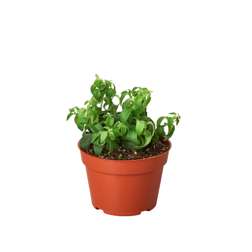 succulent of the month Mystery Succulent Box – Monthly 4" Potted Plant Subscription