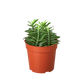 Mystery Succulent Box – A New Surprise Every Month!