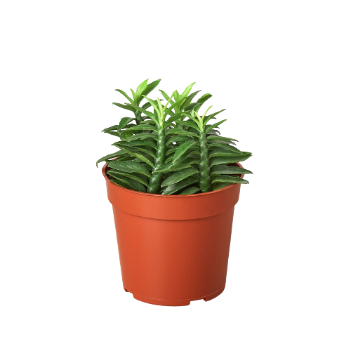 mystery succulent Mystery Succulent Box – Monthly 4" Potted Plant Subscription