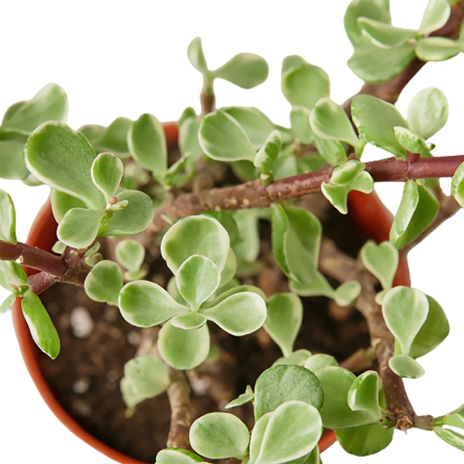 elephant succulant Succulent 'Rainbow Elephant Bush'